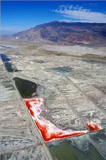 small_r- Salt Bacteria.webp